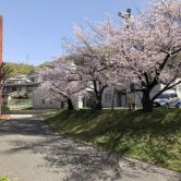 桜の画像